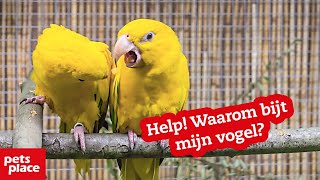 Waarom bijten vogels [upl. by Nothgiel]