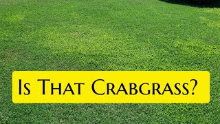 Identify Crabgrass In ANY Lawn In Just 3Steps [upl. by Boesch163]