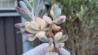 Cotyledon Orbiculata Flanaganii variegated [upl. by Nelluc]