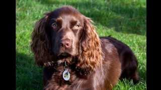 Working Cocker Spaniel Rossi [upl. by Rockwell851]