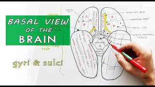 Inferior surface of the brain  Lobes Gyri Sulci  Neuroanatomy [upl. by Doig]