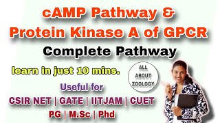 GPCR PATHWAY AND PROTEIN KINASE A ACTIVATION PATHWAY MSc Classes CELL BIOLOGY CSIRNET GATE [upl. by Ybreh439]