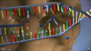 DNA translatie transcriptie en eiwitsynthese [upl. by Lerak782]