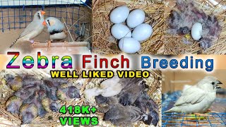 Zebra Finch Breeding  Eggs laying to eggs hatching full breed [upl. by Zildjian]