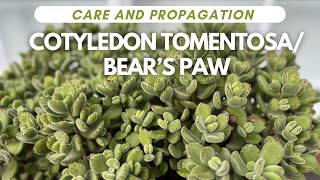 BEAR’s PAW  Cotyledon Tomentosa Care and Propagation [upl. by Eidde]