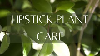 ABOUT AESCHYNANTHUS  Lipstick plant basic care guide [upl. by Nomannic2]