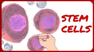 Stem Cells  Classification and Morphology [upl. by Alvera939]