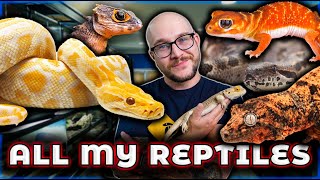 Reptile Room Tour 2024  Over 100 Reptiles [upl. by Macdonald4]