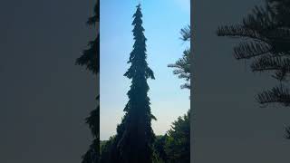 Strange Coniferous Forest Part 2 nature trees gardens gardening [upl. by Crissie]