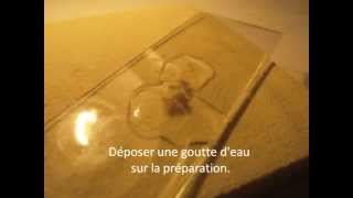 Dissection de lasticot pour voir les trachées dun insecte [upl. by Fonda223]