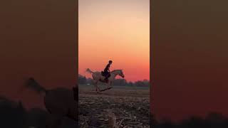 HellaampGolum im Sonnenuntergang reiten [upl. by Zzaj]