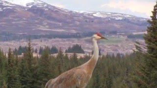 Sandhill Crane Vocalizations [upl. by Alysia]