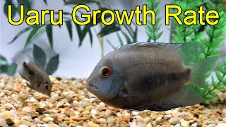 Uaru cichlid growth rate after 6 months [upl. by Margaretha]