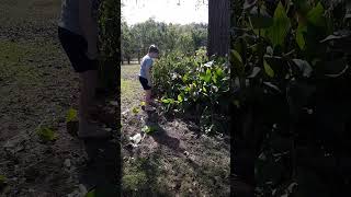 Brayden Causey chops down flowers in annual ceremony [upl. by Mariand]