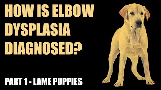 How is elbow dysplasia diagnosed Part 1 Lame puppies [upl. by Yorgen]