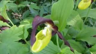 Frauenschuh Cypripedium calceolus [upl. by Worsham]