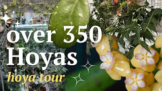 Hoya tour 2023 See my collection of over 350 hoyas in one room  Episode 1 [upl. by Farver]