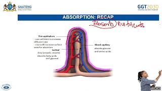 Animal Nutrition  Assimilation amp Egestion Homeostatic Control of Blood Glucose [upl. by Karly354]