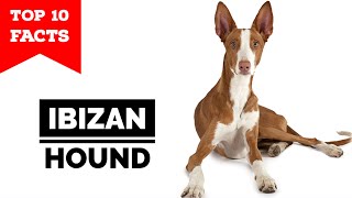 Ibizan Hound  Top 10 Facts [upl. by Meagher693]