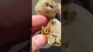 Person is showing and describing what a Lighting whelk shell egg casing looks like [upl. by Eittam]