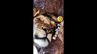 LION SNORING 🦁😅 Dexter really shorts [upl. by Charmain44]