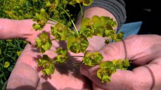 Leafy Spurge identification of the Wisconsin Invasive Species Euphorbia esula [upl. by Oilcareh]