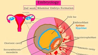 Embryology 2 Bilaminar Embryo Formation  Uurka iyo todobaadka 2aad isbadalada dhacaya [upl. by Strain]