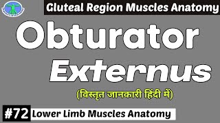 MASTERING the BASICS  Obturator Externus Muscle EXPLAINED with Origin Insertion and Action72 [upl. by Aissilem]