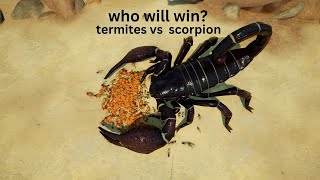 Termites but a scorpion attacked my termites empires of the undergrowth [upl. by Jesselyn41]