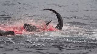 Galapagos shark eating a sea lion [upl. by Norene]