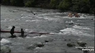 128 Grazer Tells 807 He is Too Close to Her Cubs  July 26 2024 exploreorg [upl. by Airom944]