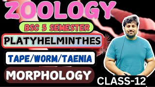 ZOOLOGY  BSC 5 SEMESTER  CLASS12  PLATYHELMINTHES  TAPEWORMTAENIA  MORPHOLOGY [upl. by Kamp]