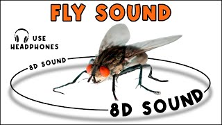 FLY SOUND  FLY SOUND EFFECT  NOISE OF FLY  animal sound [upl. by Airb]