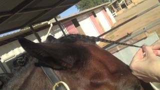 forelock braid [upl. by Larry]