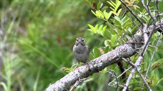 Bachmans Sparrow [upl. by Nnalorac189]