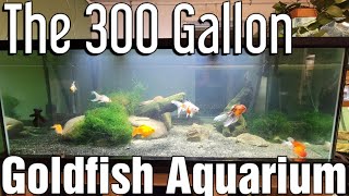 300 Gallon Goldfish Aquarium [upl. by Ilram]