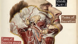 Glands  Part3  Types of Exocrine glands  Modes of Secretion  Anatomy  Physiology  BSc MSc [upl. by Itsim579]