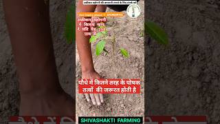 महोगनी के पौधे में कितना खाद्य दे farming mahoganywood organic fertilizer [upl. by Noonan108]