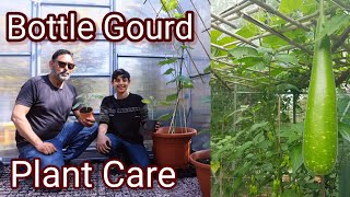 How to care for bottle gourd plant to get high yield [upl. by Chicky]