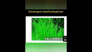 Hydrophytes and their types [upl. by Worrad]