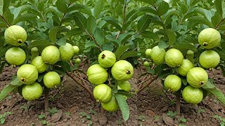 🌿Grow Guava Tree FAST with These Pro Tips Best Ideas for Growing Guava Tree guava live [upl. by Vas108]