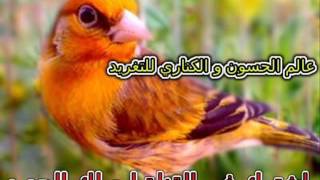 Chardonneret Royaleتغريد الحسون الملكي [upl. by Ynnhoj]