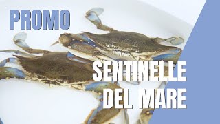 LE SENTINELLE DEL MAREProgetto CapSenHAR  Pillola 3 [upl. by Cila264]