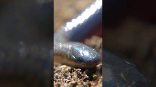 The Worm Snake The Cutest Smol Snek snake animal wildlife [upl. by Ecidnac]