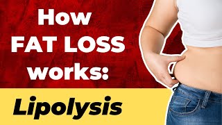 How FAT LOSS works  Lipolysis  What is lipolysis [upl. by Aititel36]