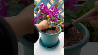 Unique Method To Grow Rose Cutting flowerplants roseflower dreamfulworld3537 [upl. by Onimixam]