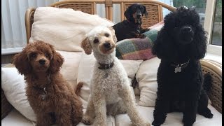 Our Miniature Poodle video clip reel  Featuring Felix Mabel and Blossom [upl. by Shalom989]