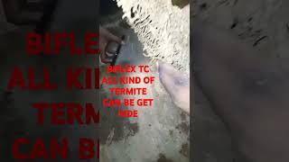 Get ride all kind of termite in BIFLEX TC FOR BEST RESULTS [upl. by Cohberg]