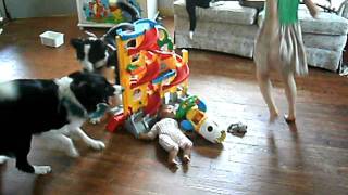 border collies herding kids [upl. by Conney]