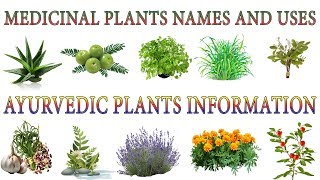 Medicinal Plants And Their Uses  20 Ayurvedic Plants Names  Medicinal Herbs You Can Grow [upl. by Holms]